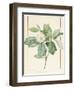 Magnolia Glauca, 1811-Pierre Joseph Redoute-Framed Giclee Print