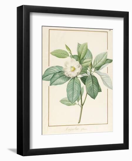 Magnolia Glauca, 1811-Pierre Joseph Redoute-Framed Giclee Print