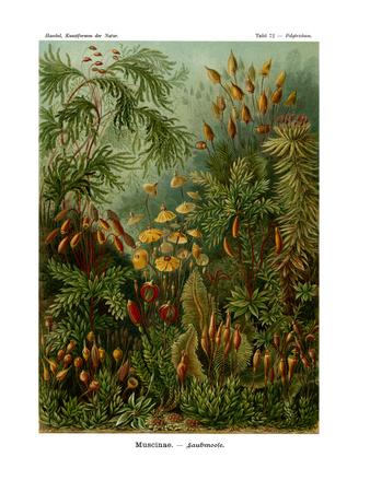 Giclee Print, , small