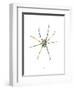 Spider-Alexis Marcou-Framed Art Print