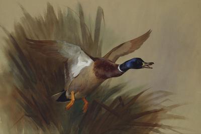 Giclee Print, , small
