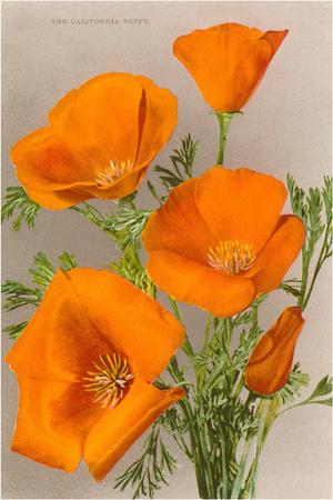 Art Print, , small