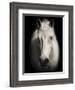 Equus 1-THE Studio-Framed Giclee Print