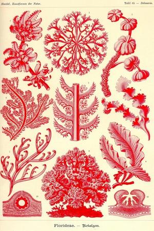 Art Print, , small