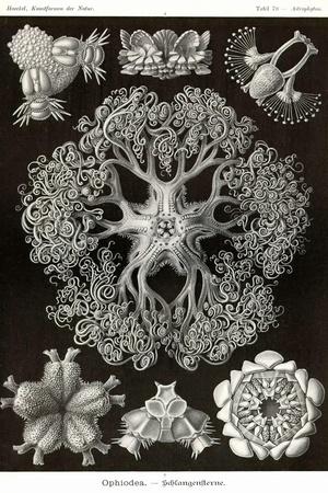 Art Print, , small