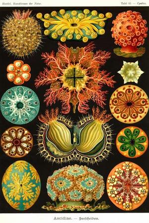 Art Print, , small
