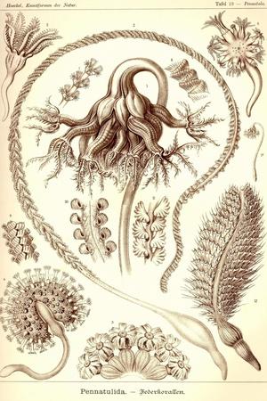 Art Print, , small