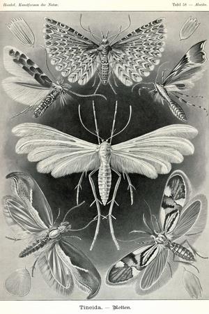 Art Print, , small