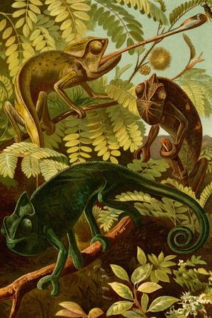 Art Print, , small