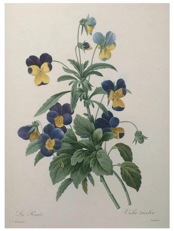 Art Print, , small