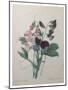 Sweetpea-Pierre-Joseph Redoute-Mounted Art Print