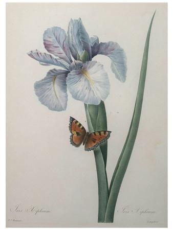 Art Print, , small