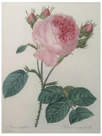 Art Print, , small