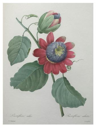 Art Print, , small