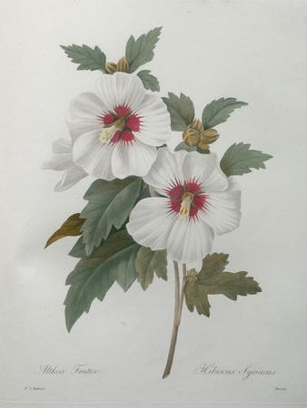 Art Print, , small