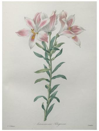 Art Print, , small