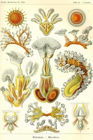 Art Print, , small