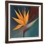 Bird of Paradise I-Vivien Rhyan-Framed Art Print