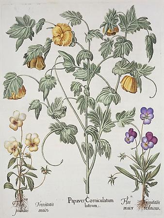 Giclee Print, , small