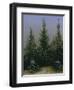 Spruce Forest in Snow (Dresdner Heide I.), ca. 1828-Caspar David Friedrich-Framed Giclee Print