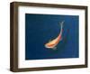 Goldfish-Lincoln Seligman-Framed Giclee Print