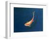 Goldfish-Lincoln Seligman-Framed Giclee Print