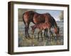 Wildflower-Jack Sorenson-Framed Art Print