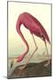 American Flamingo-John James Audubon-Mounted Art Print