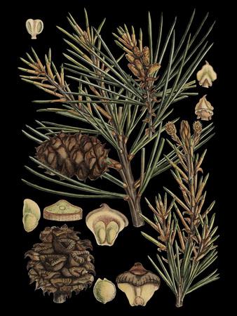 Art Print, , small