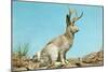 Jackalope-null-Mounted Art Print