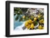 Amalfi Coast Citrus Fruit, Positano, Italy-George Oze-Framed Photographic Print