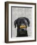 Black Labrador with Bone on Nose-Fab Funky-Framed Art Print