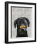 Black Labrador with Bone on Nose-Fab Funky-Framed Art Print