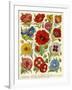 1920s UK Flowers Magazine Plate-null-Framed Giclee Print