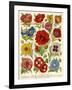 1920s UK Flowers Magazine Plate-null-Framed Giclee Print