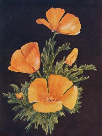 Giclee Print, , small