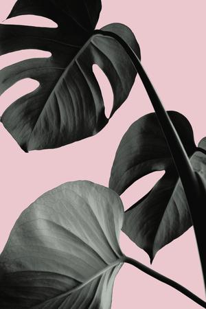 Photographic Print, , small