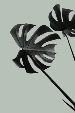 Photographic Print, , small