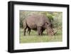 White rhinoceros grazing among foothills in the Masai Mara, Kenya, Africa.-Larry Richardson-Framed Photographic Print