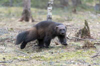 Photographic Print, , small