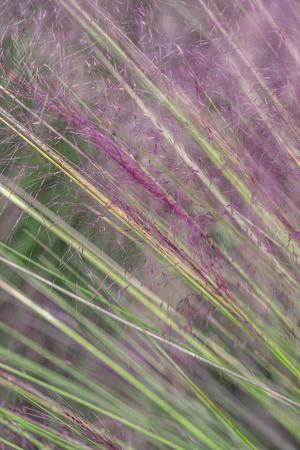 Photographic Print, , small