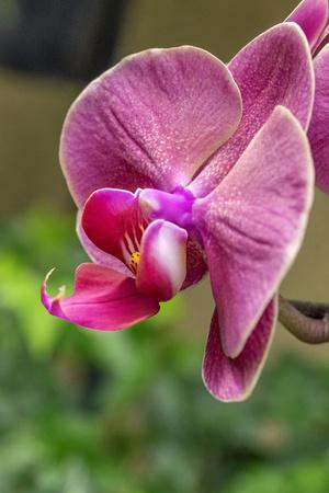 Photographic Print, , small