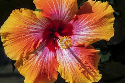 Photographic Print, , small