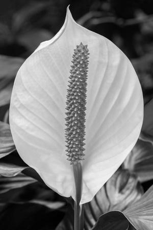 Photographic Print, , small