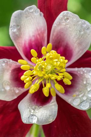 Photographic Print, , small