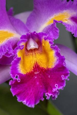 Photographic Print, , small