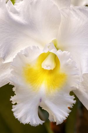 Photographic Print, , small