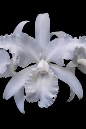 Photographic Print, , small