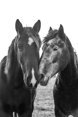 Photographic Print, , small