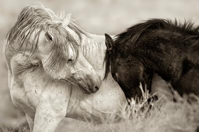 Photographic Print, , small